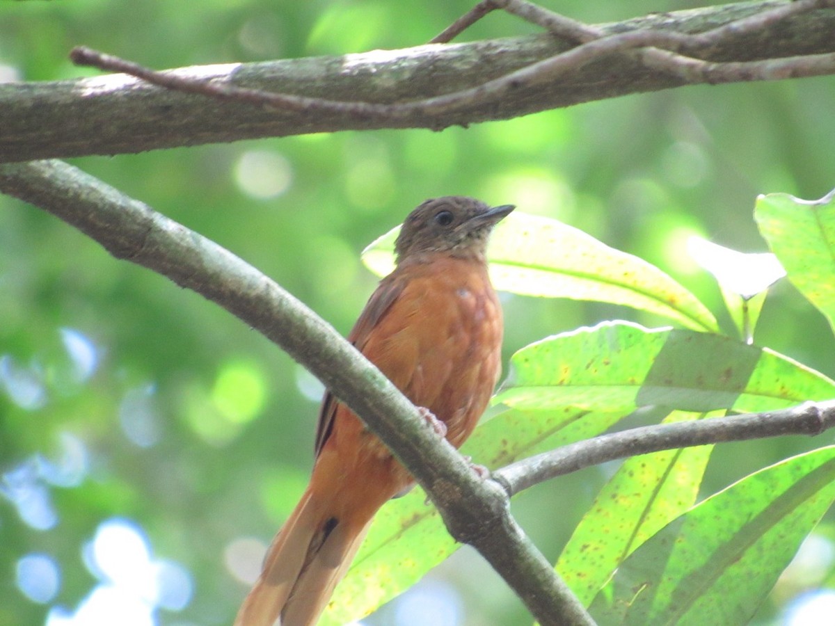 Rufous Flycatcher-Thrush - Richard Fleming