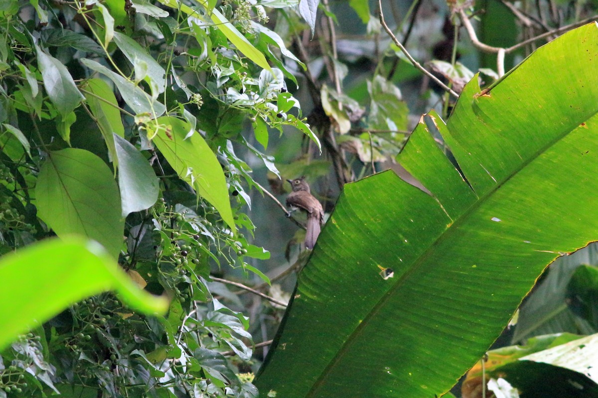 Yellow-wattled Bulbul - ML73397211