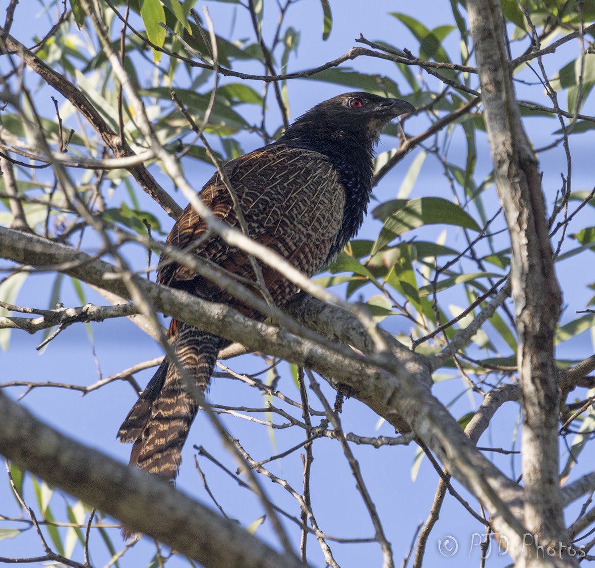 Pheasant Coucal - Jill Duncan &  Ken Bissett