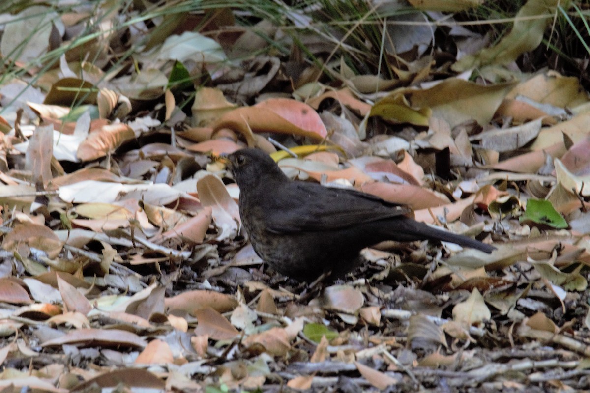 Eurasian Blackbird - ML73398581