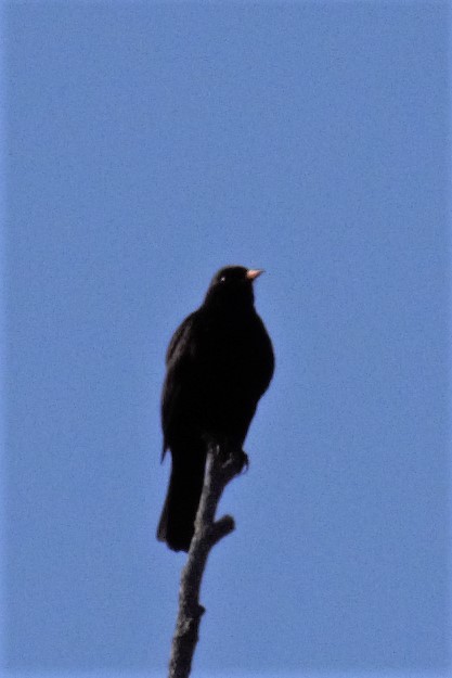 Eurasian Blackbird - ML73398631