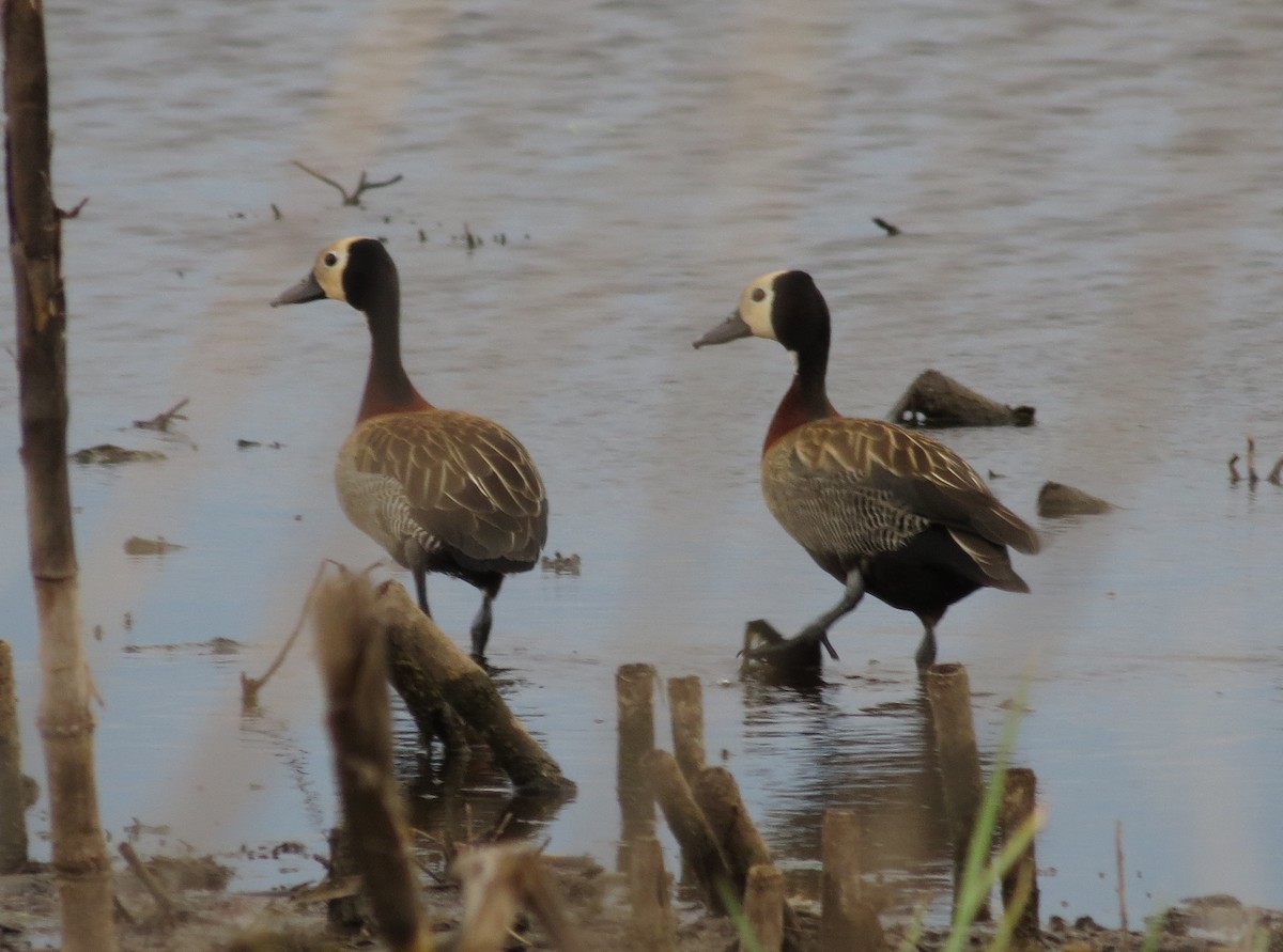 White-faced Whistling-Duck - ML73402111