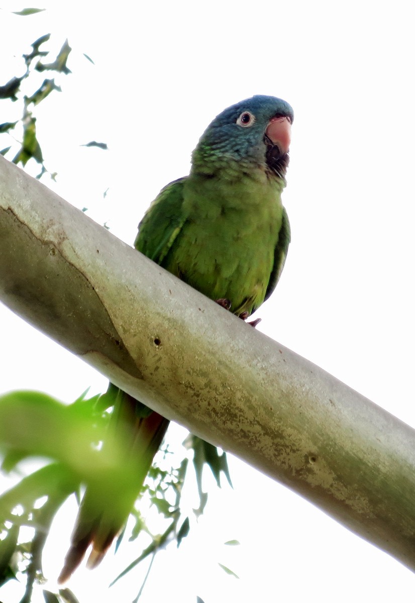 Aratinga Cabeciazul - ML73402201