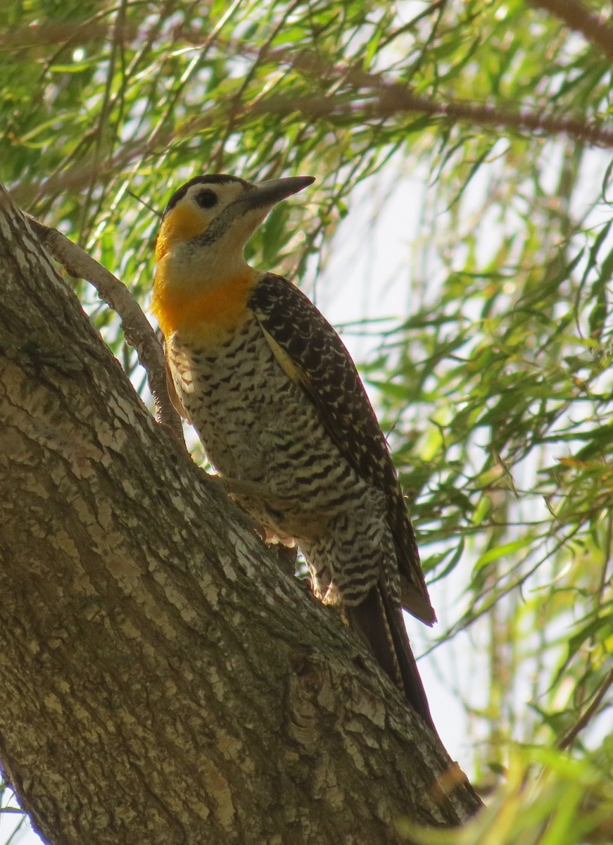 Carpintero Campestre - ML73402431