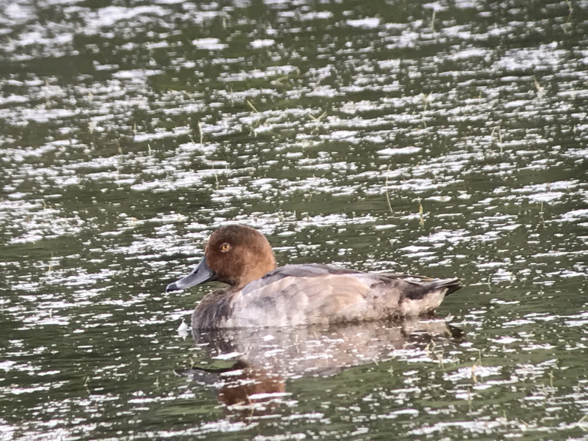 Redhead - ML73403871