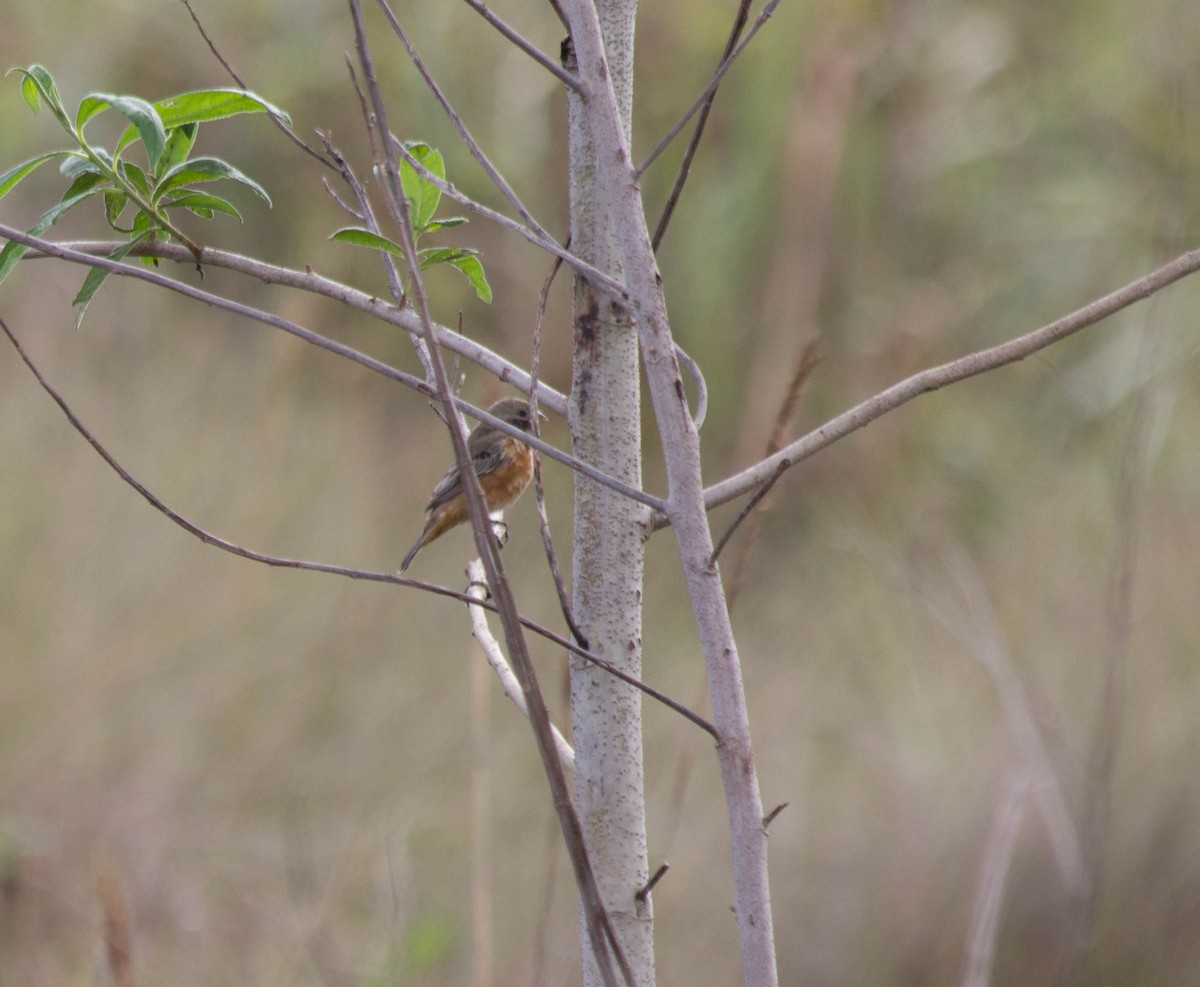 Dark-throated Seedeater - ML73404181