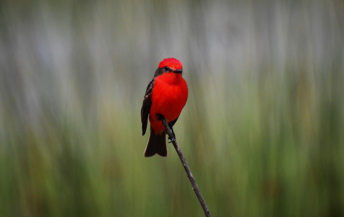 Vermilion Flycatcher - ML73404591