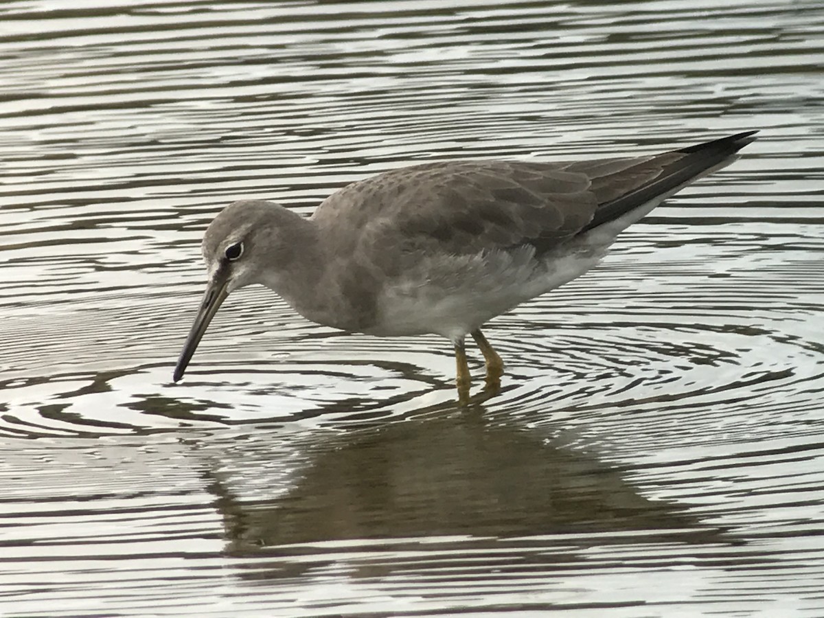 Gray-tailed Tattler - ML73404831