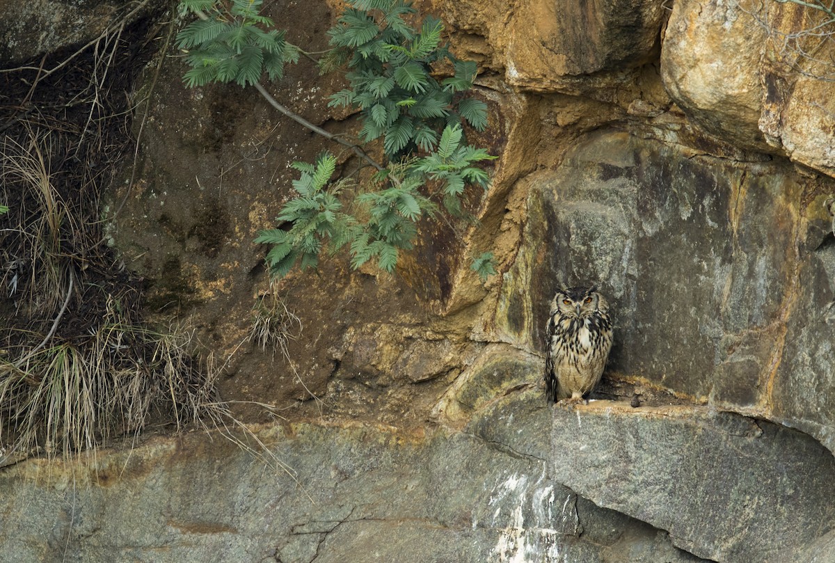 Rock Eagle-Owl - ML73405011