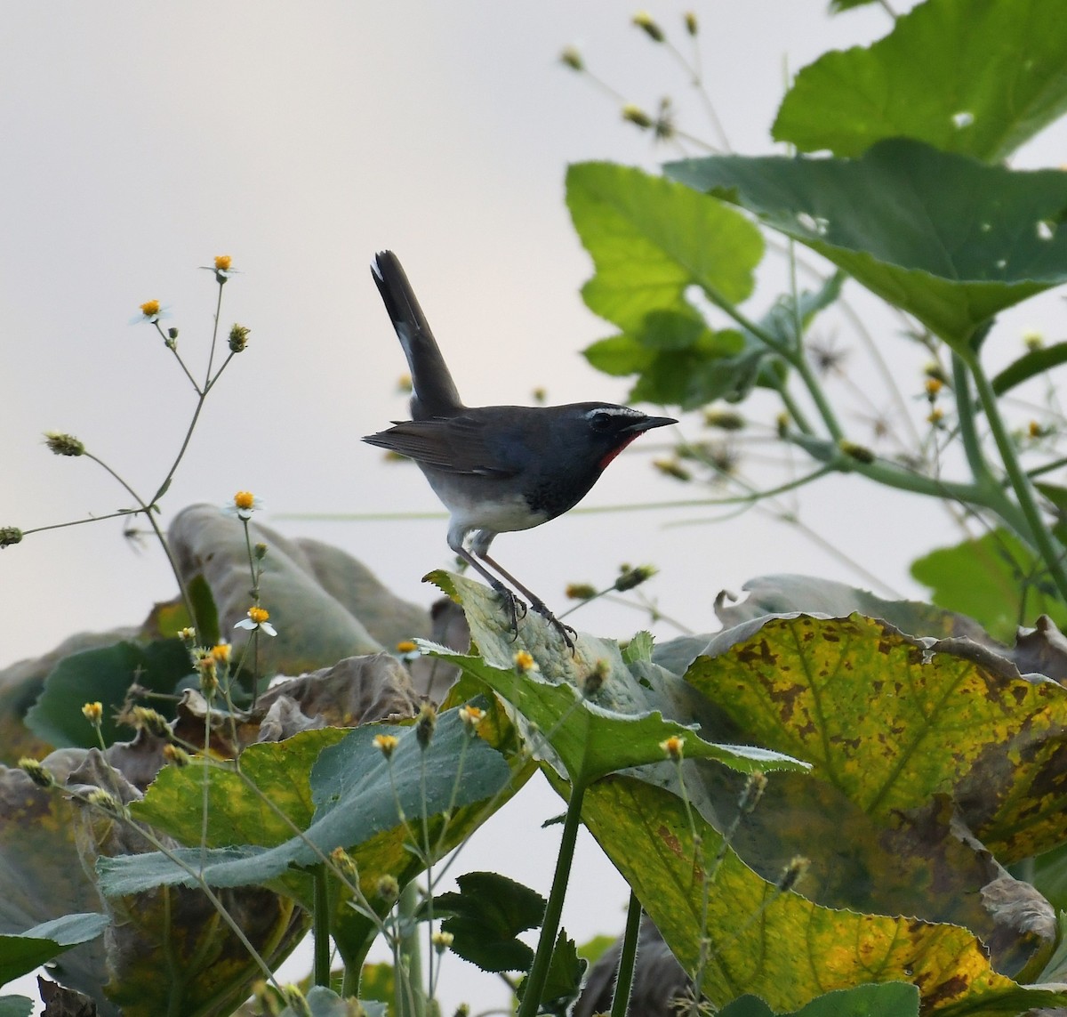 Himalayan/Chinese Rubythroat (White-tailed Rubythroat) - ML73405141