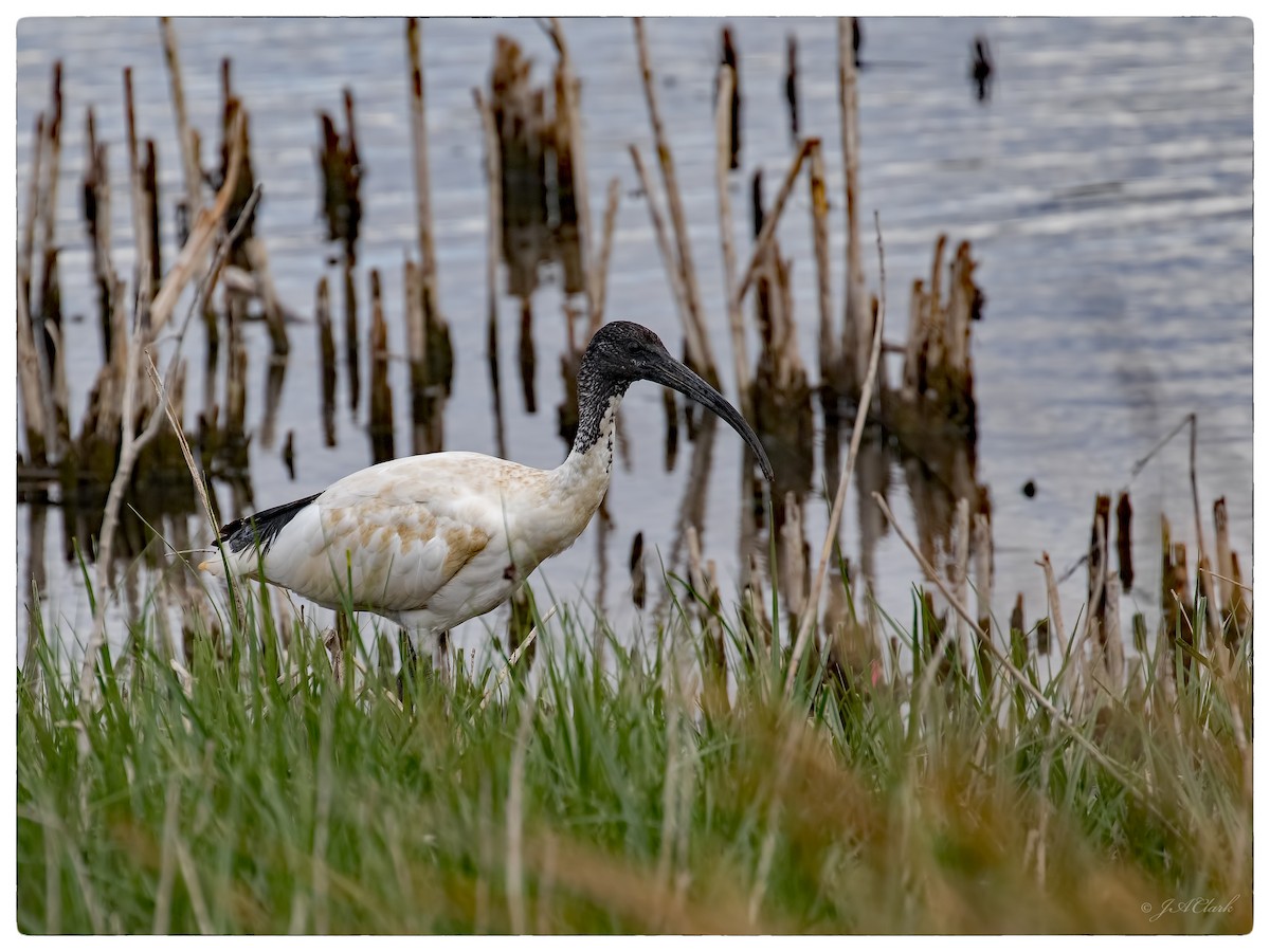 Australian Ibis - Julie Clark