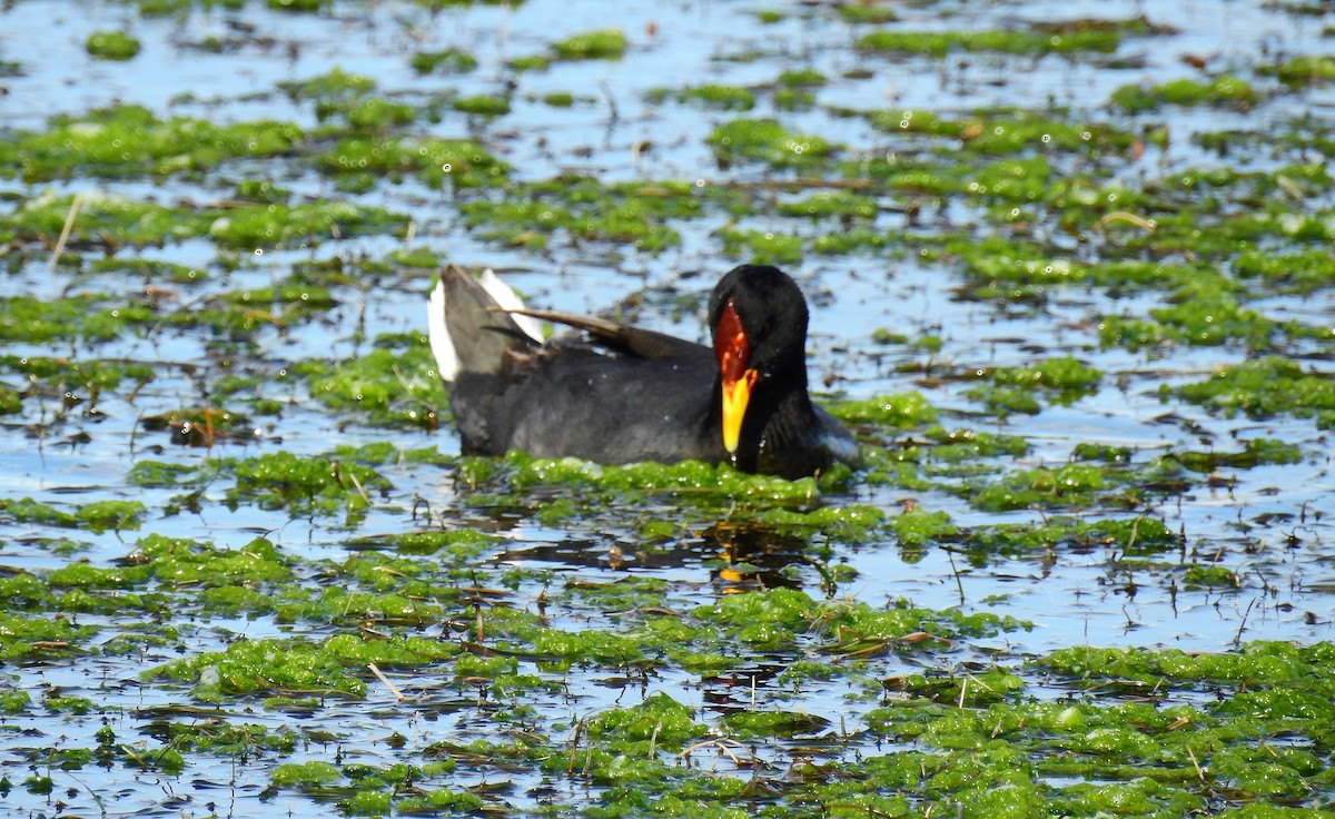 Red-fronted Coot - ML73406381