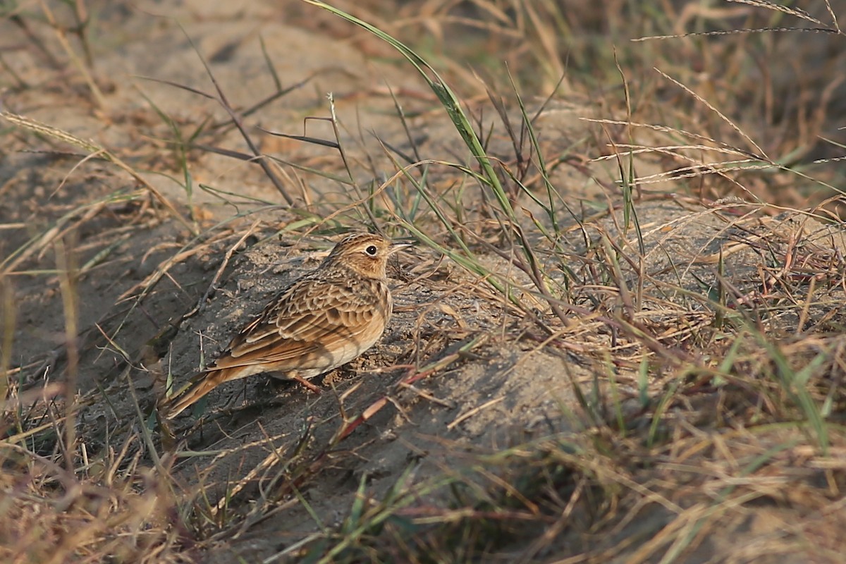 Oriental Skylark - ML73407991