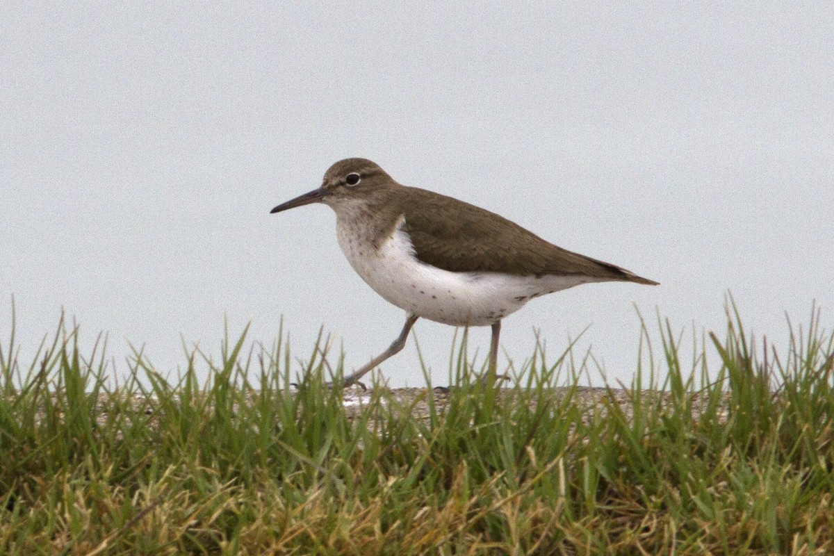 Spotted Sandpiper - ML73408151