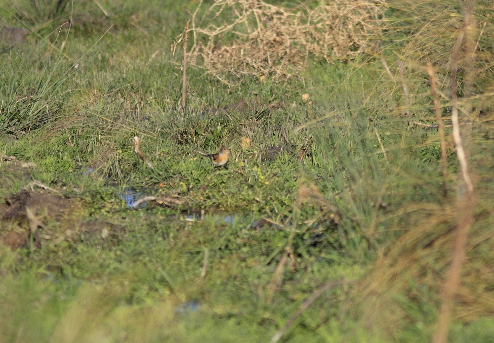 Brambling - José María García Jiménez