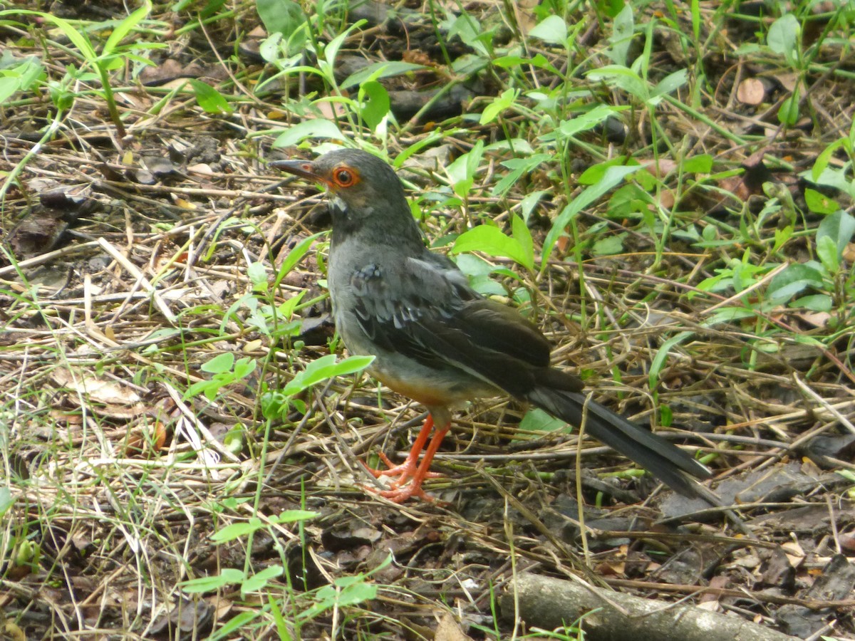 Red-legged Thrush - ML73409091