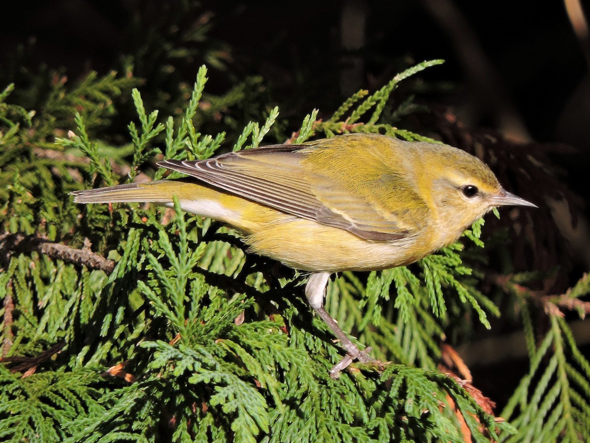 Tennessee Warbler - S. K.  Jones