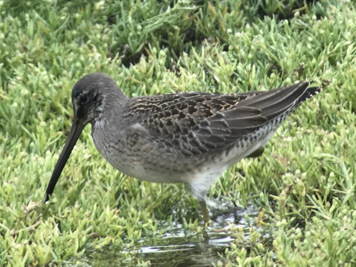 Long-billed Dowitcher - ML73410741