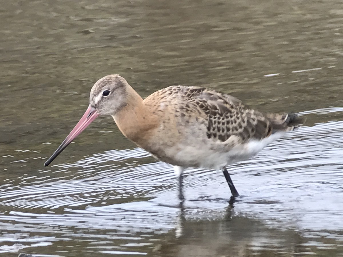 Black-tailed Godwit - ML73410941