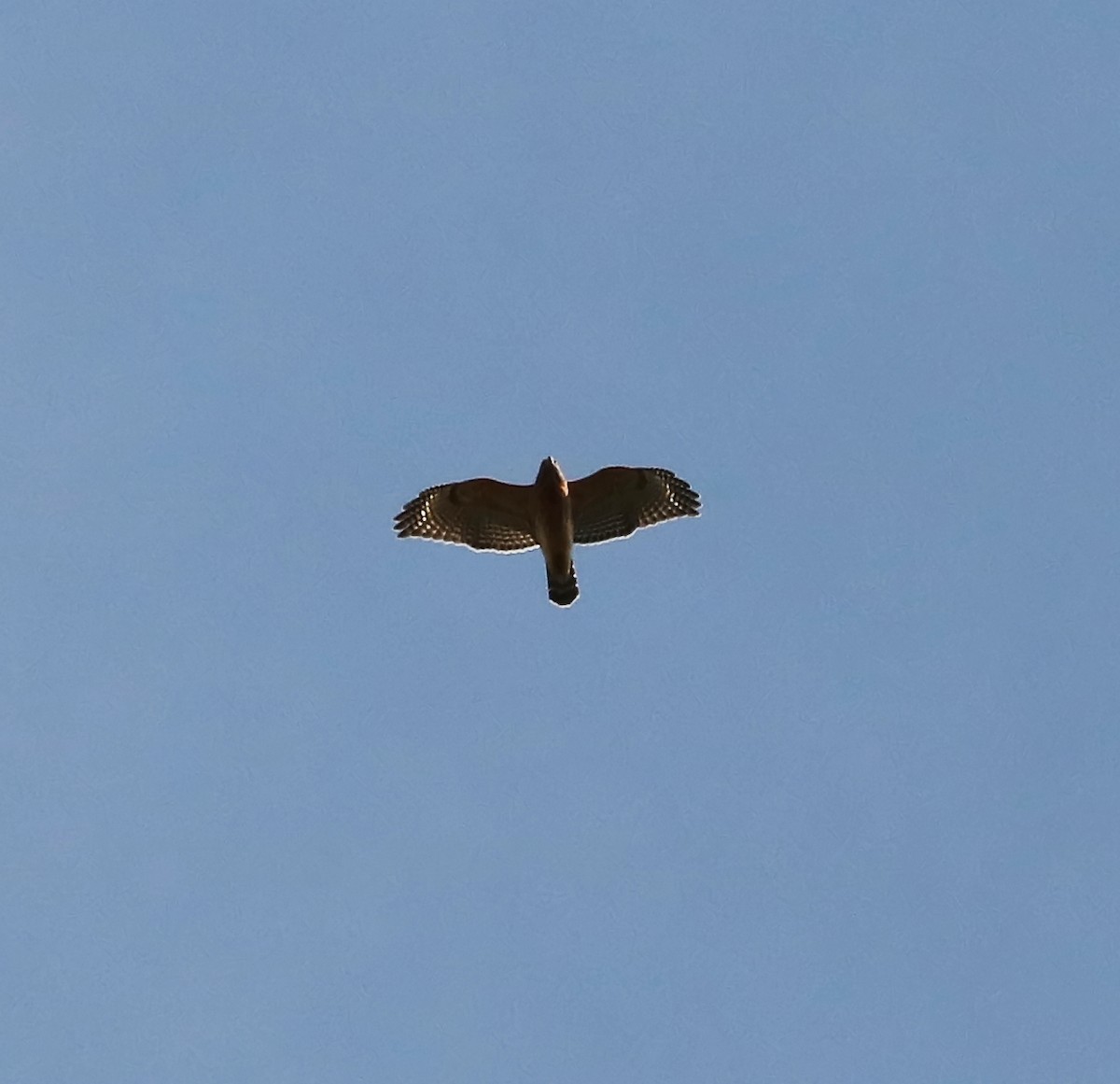 Red-shouldered Hawk - Brenda Bull