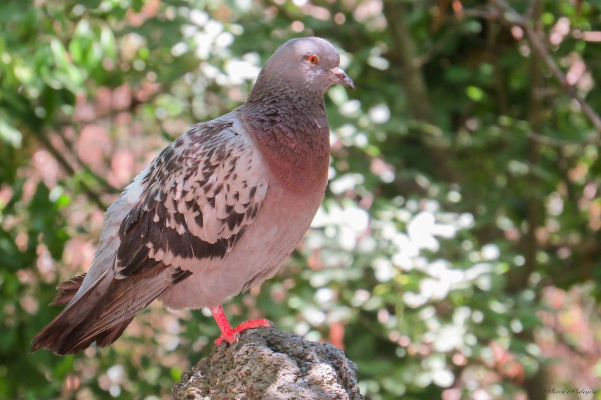 Rock Pigeon (Feral Pigeon) - ML73412121