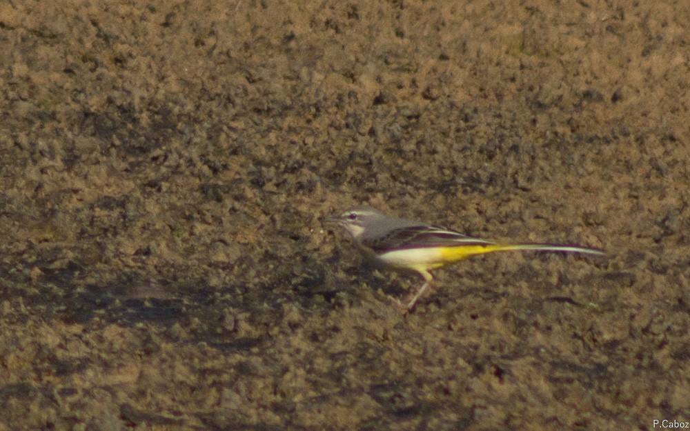 Gray Wagtail - ML73412241