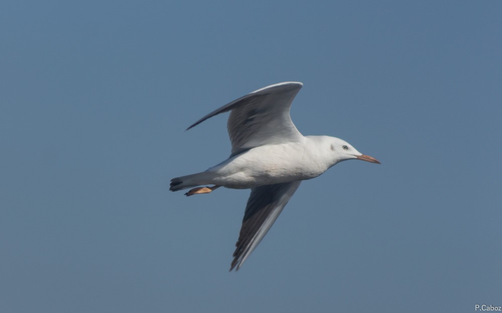 Slender-billed Gull - ML73412261