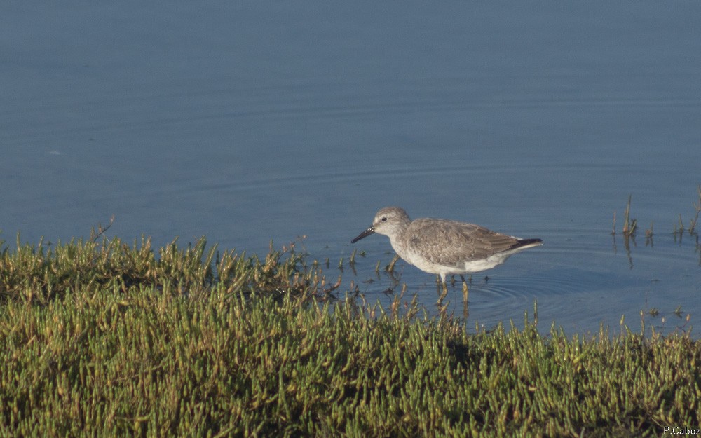 Red Knot - ML73412411