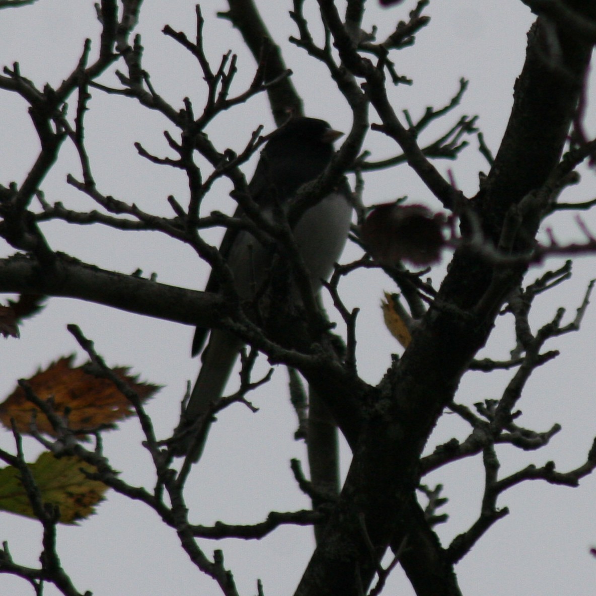 Junco Ojioscuro - ML73412501