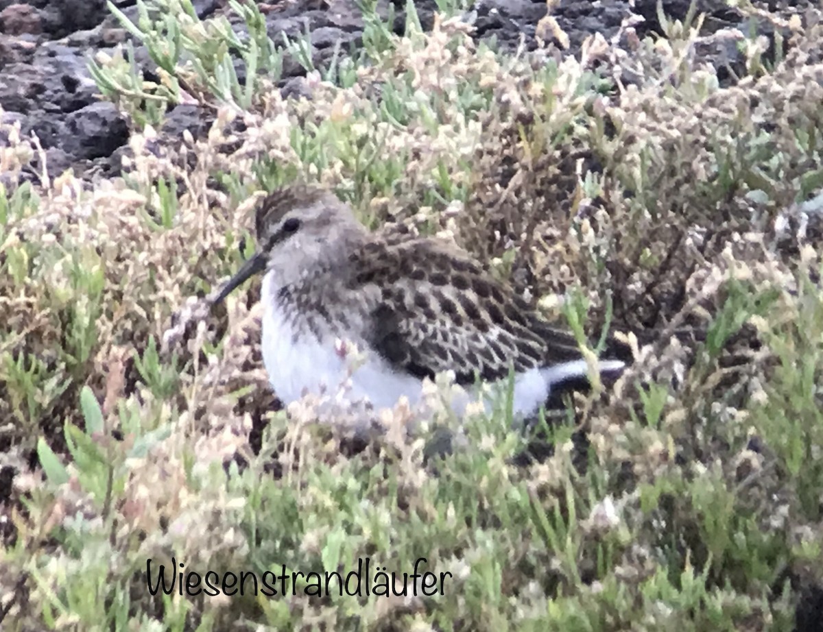 Least Sandpiper - ML73412811