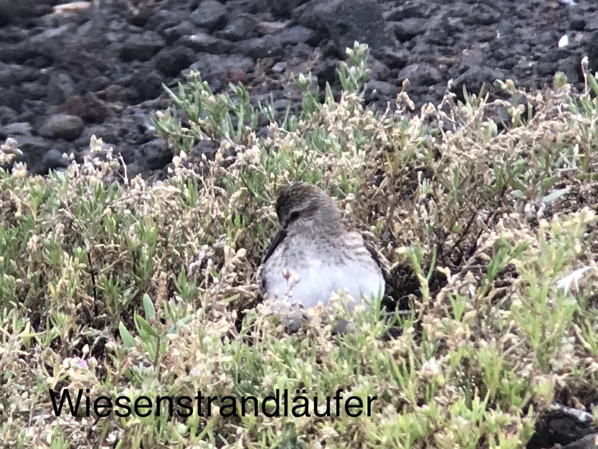 Least Sandpiper - ML73412831