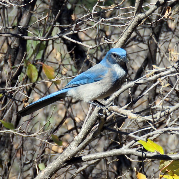 Woodhouse's Scrub-Jay - ML73412951