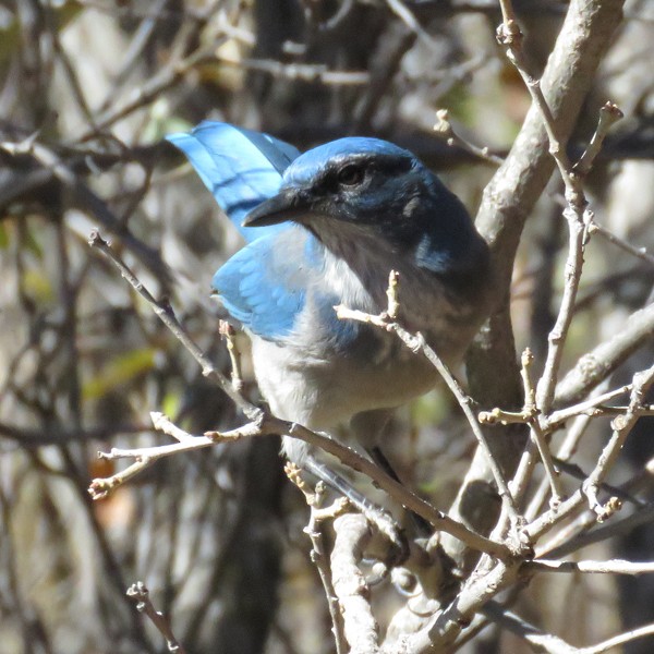 Woodhouse's Scrub-Jay - ML73413011