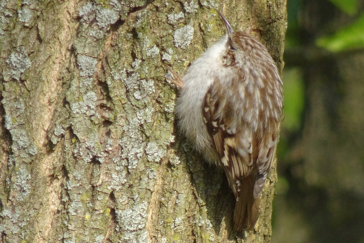 Short-toed Treecreeper - Heiko Heerklotz