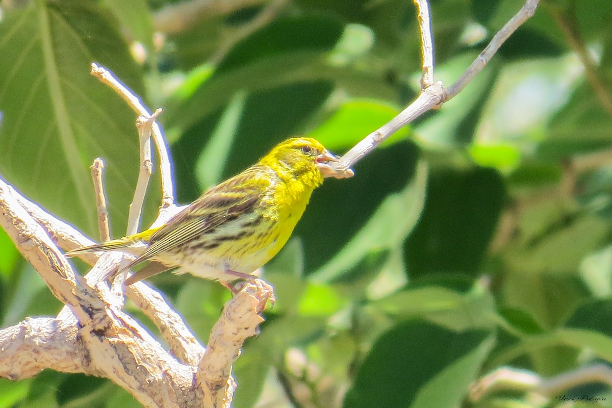 European Serin - Anonymous