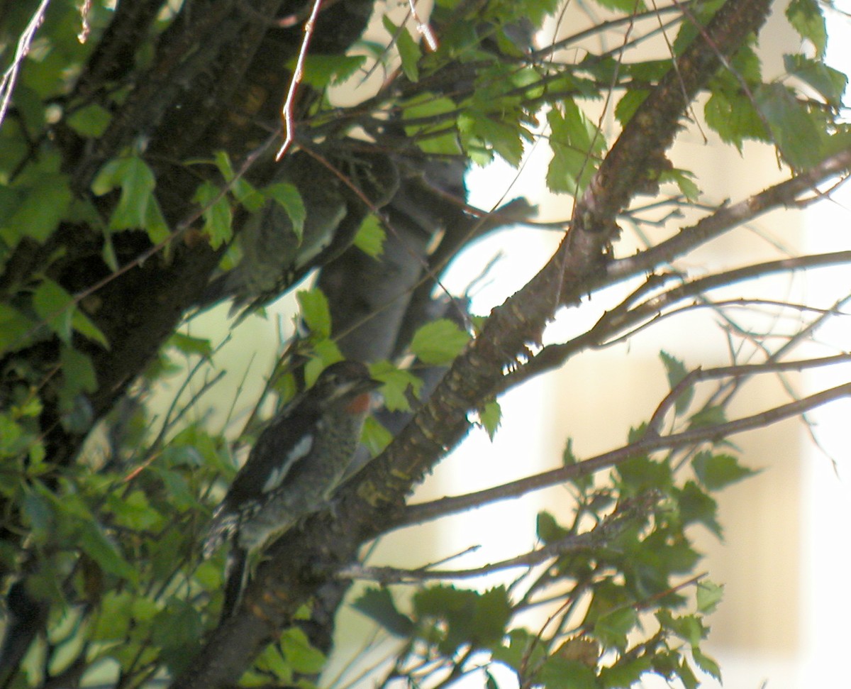 Red-naped Sapsucker - ML73414741