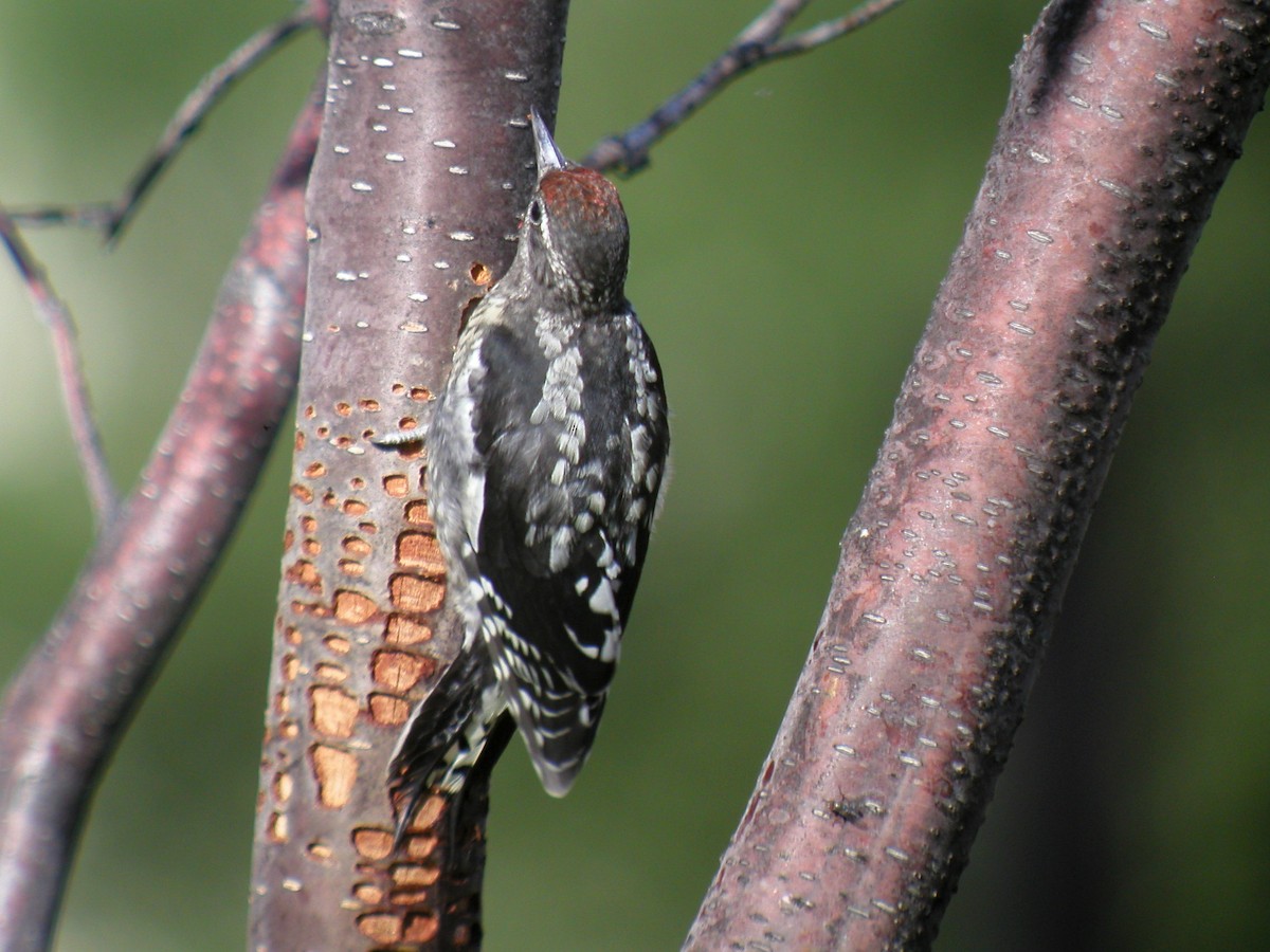 Red-naped Sapsucker - ML73414911