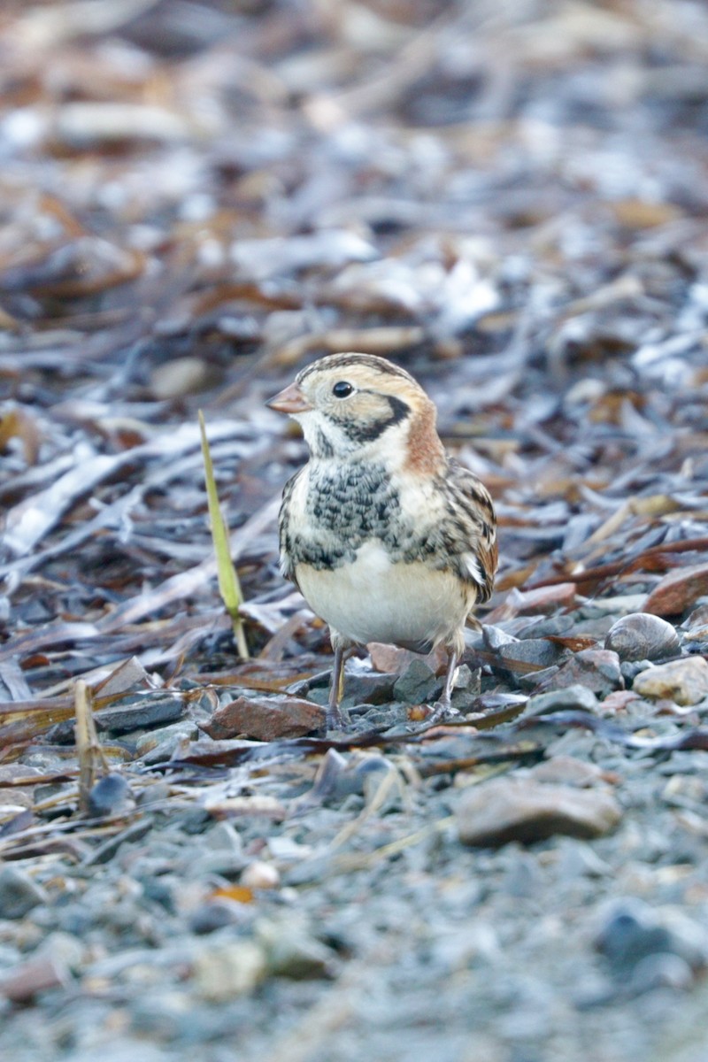 Lapland Longspur - ML73415521