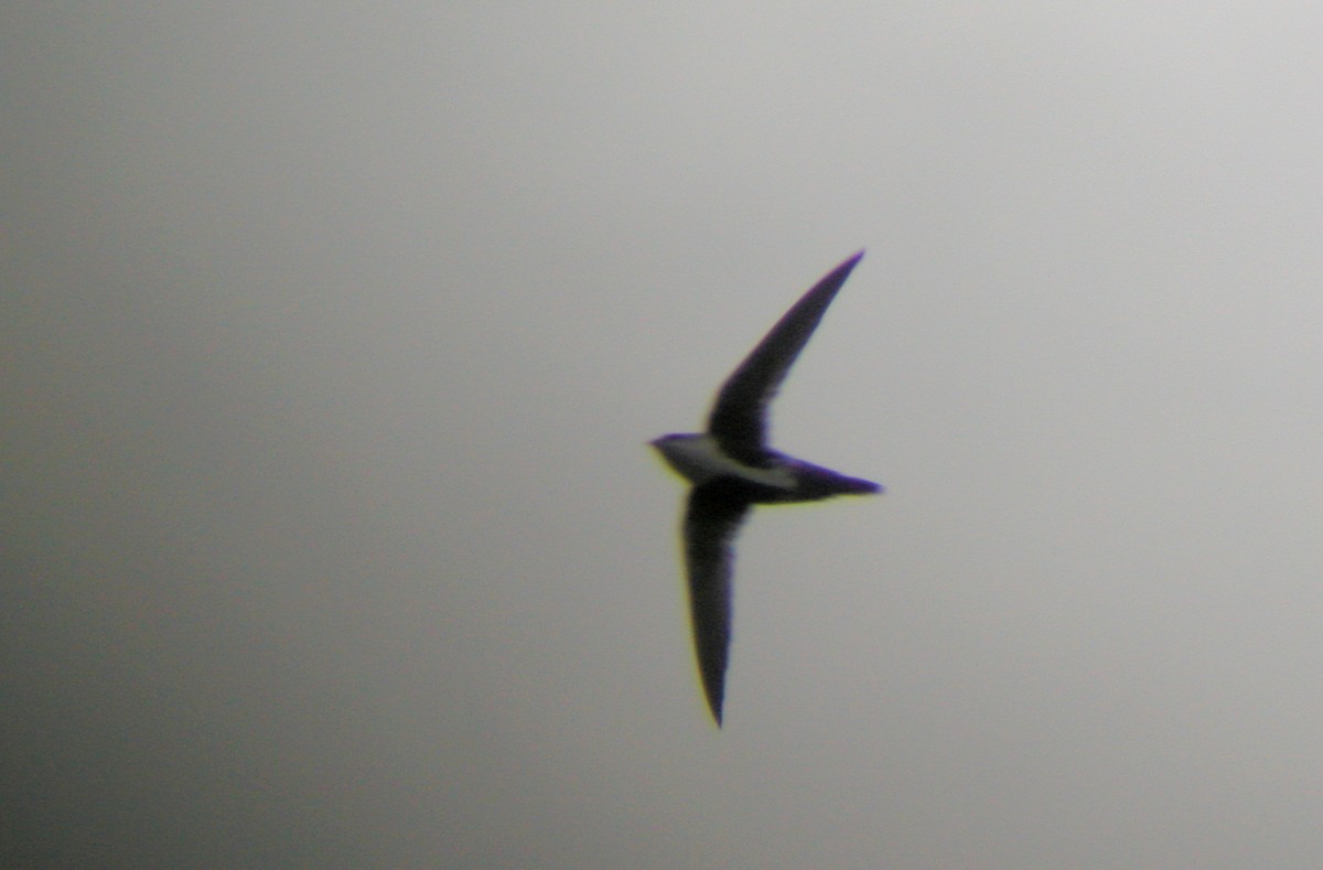White-throated Swift - ML73415661