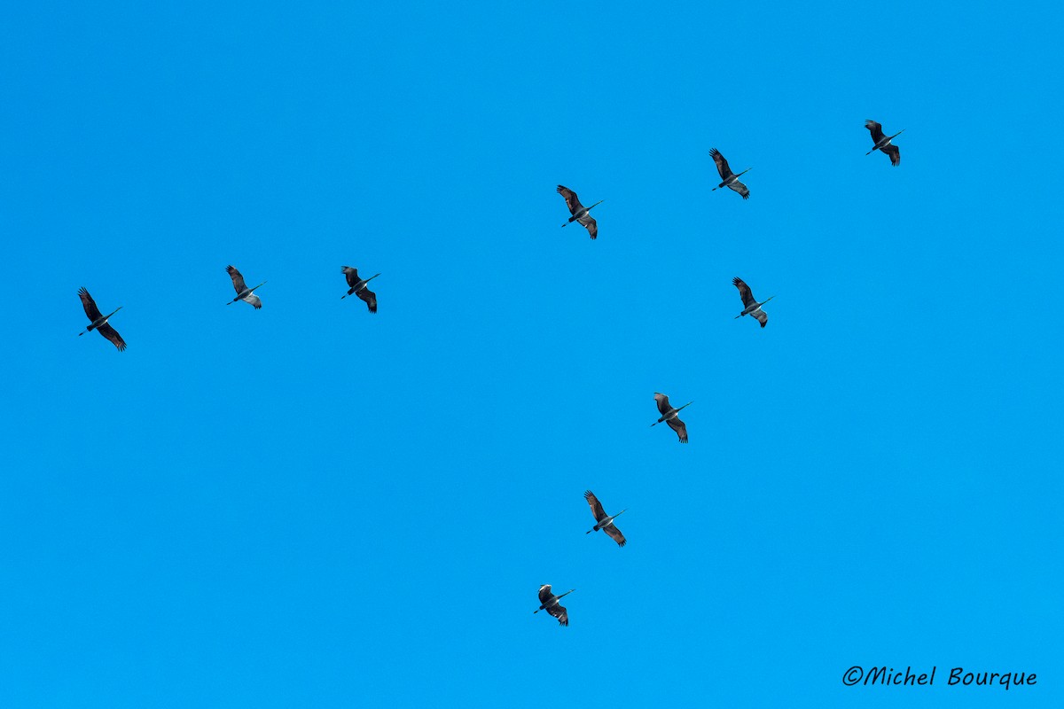 Sandhill Crane - ML73415951