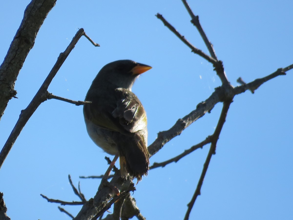 Great Pampa-Finch - ML73416671