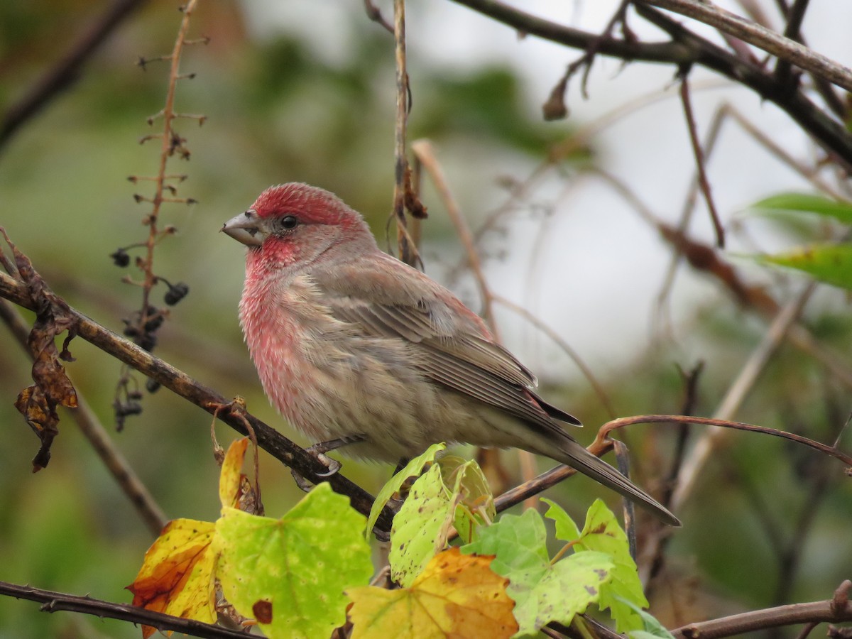 House Finch - ML73418631