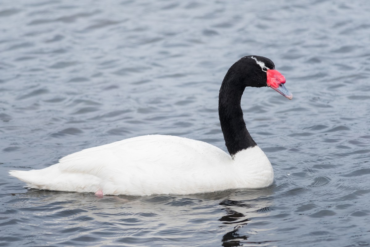 Black-necked Swan - Claudia Brasileiro