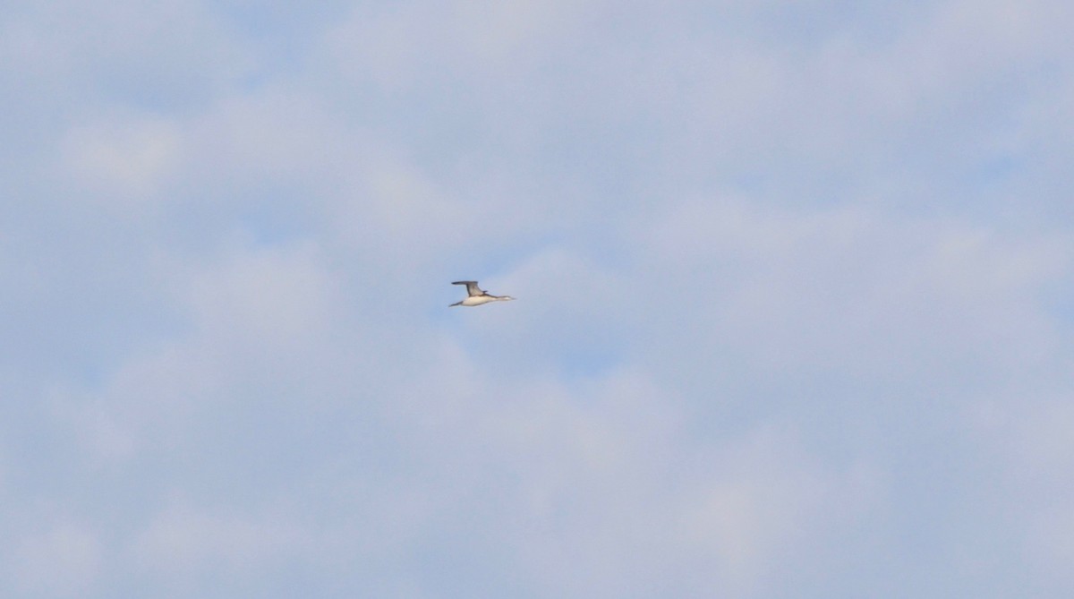 Red-throated Loon - ML73419571