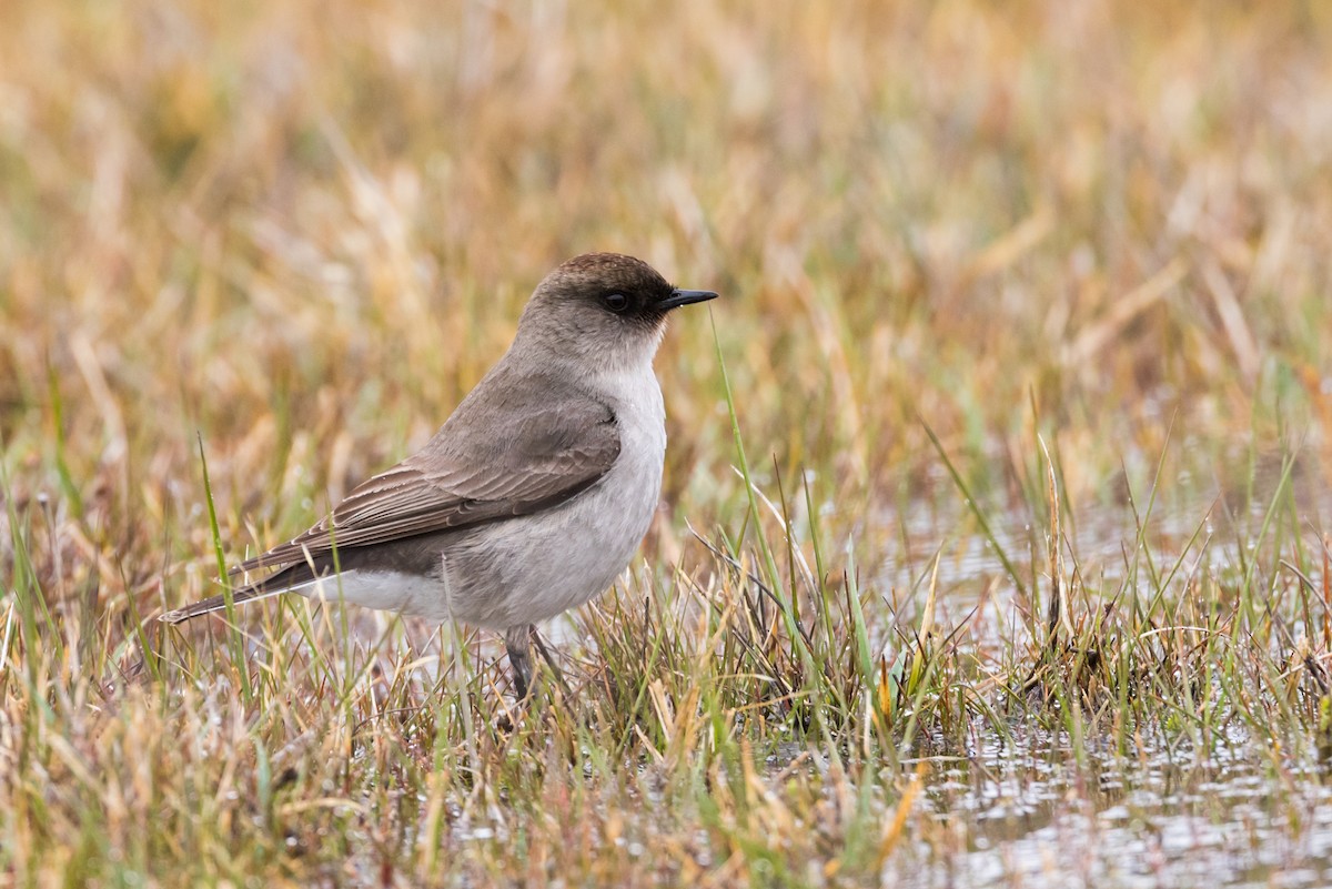 Dark-faced Ground-Tyrant - ML73420871