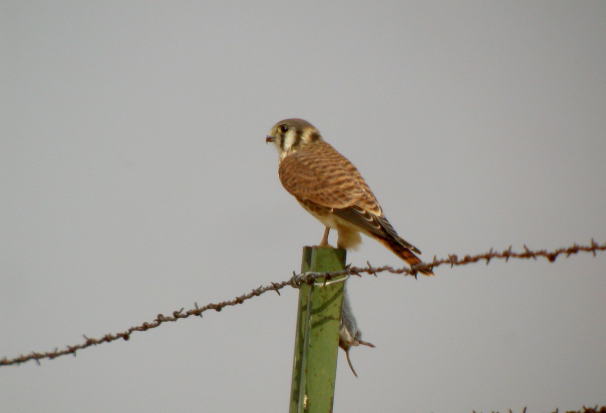 American Kestrel - ML73421591