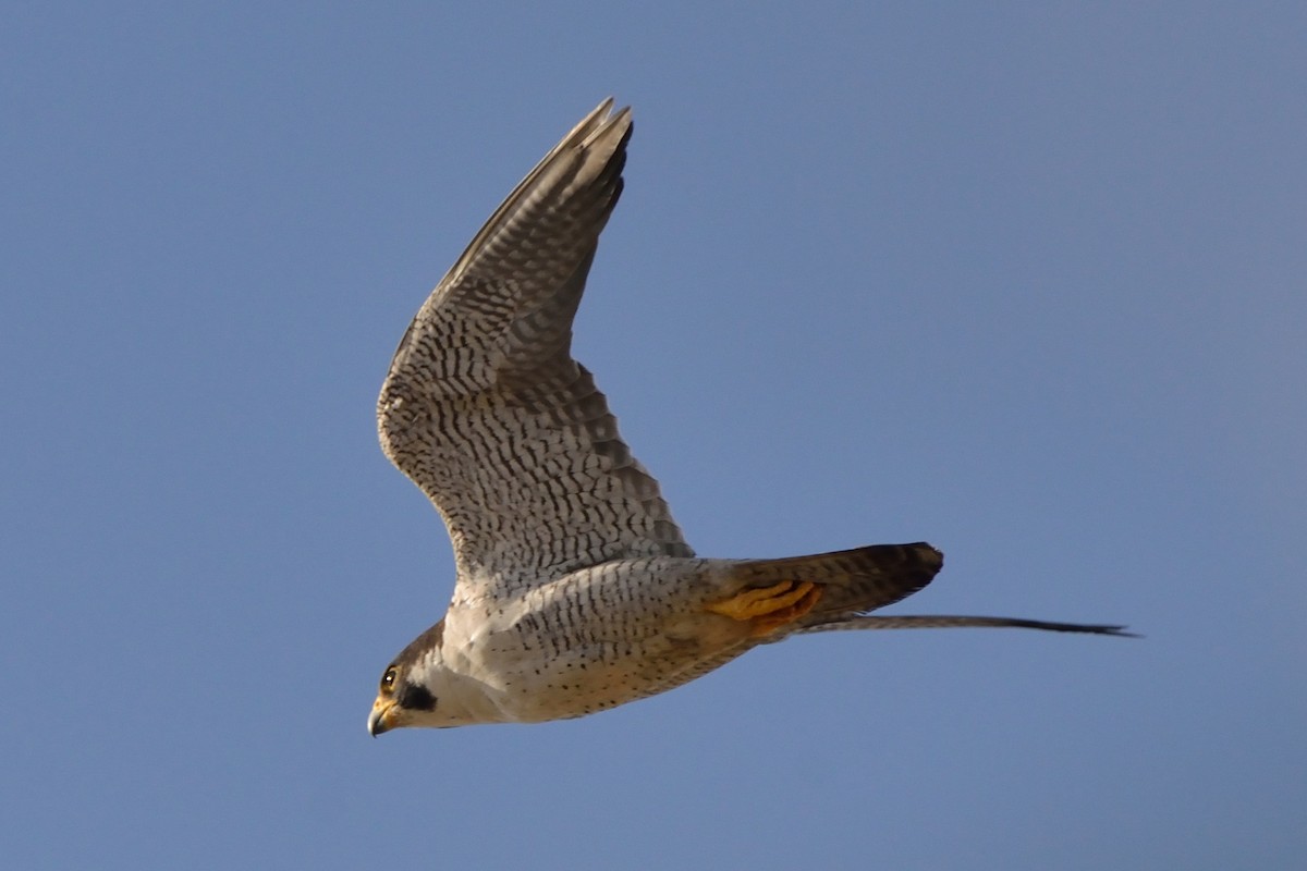 Peregrine Falcon - ML73423441