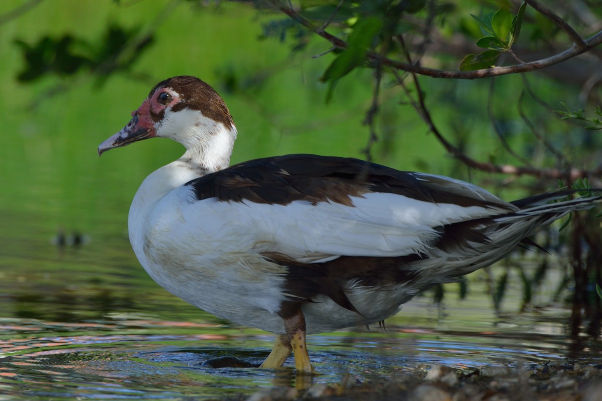 Muscovy Duck (Domestic type) - Michiel Oversteegen