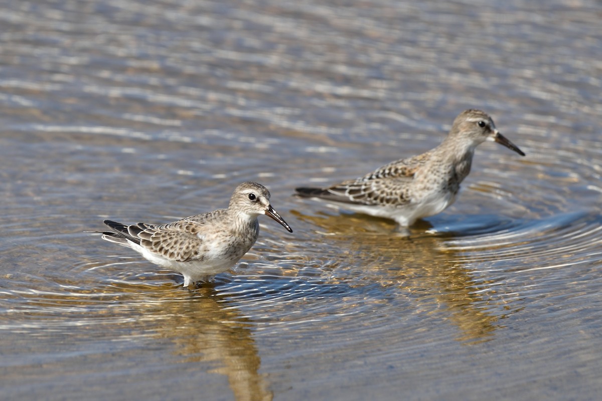 White-rumped Sandpiper - ML73424871