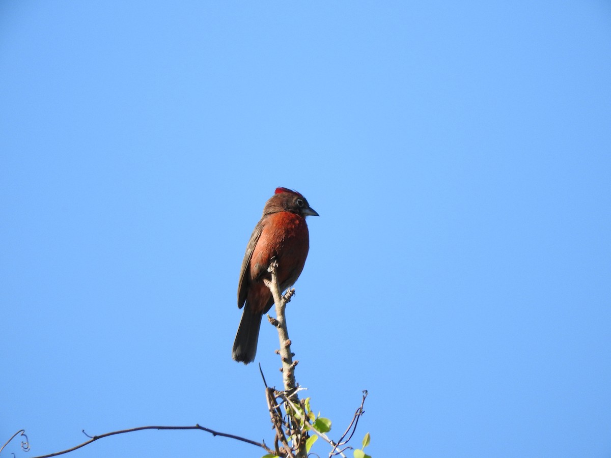 Red-crested Finch - ML73425371